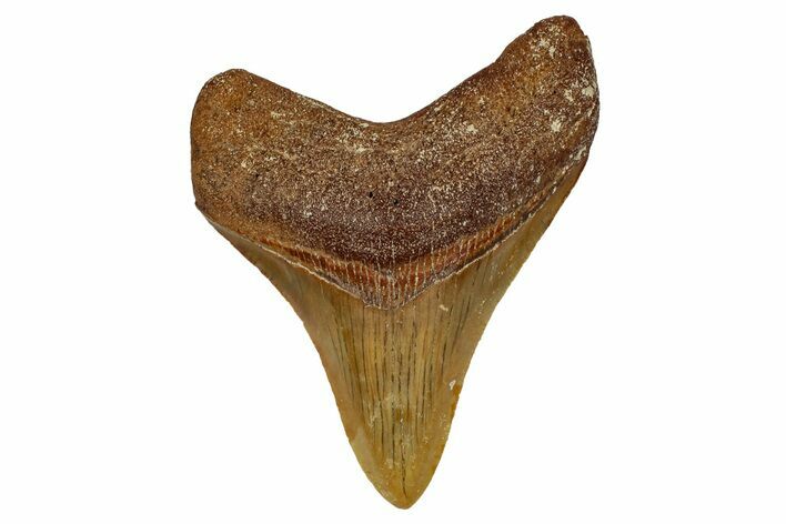 Serrated, Fossil Megalodon Tooth From Morocco - Rare Location #353010